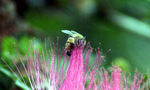 Insectos Voadores